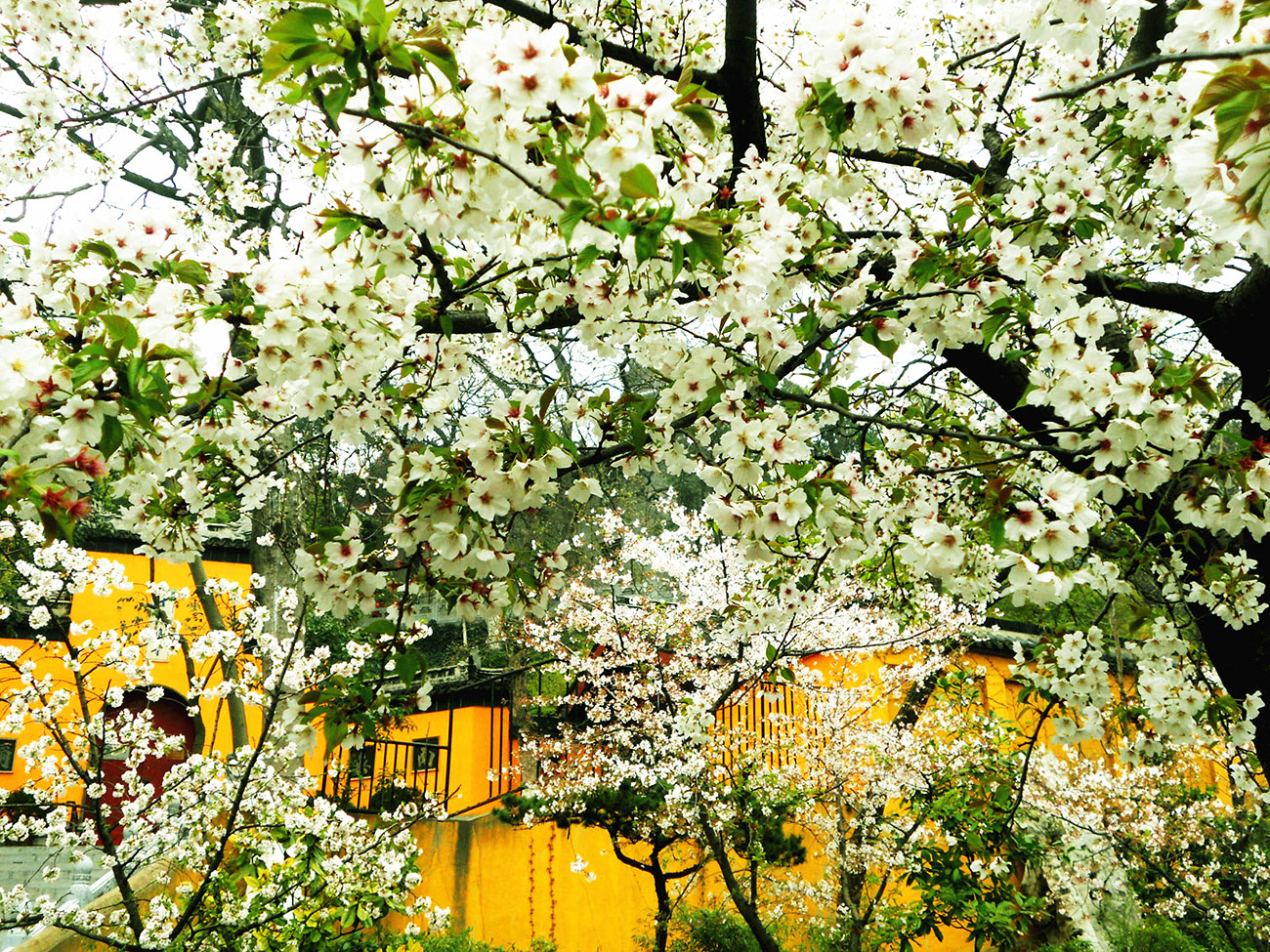 Cherry Blossoms in Jiming Temple