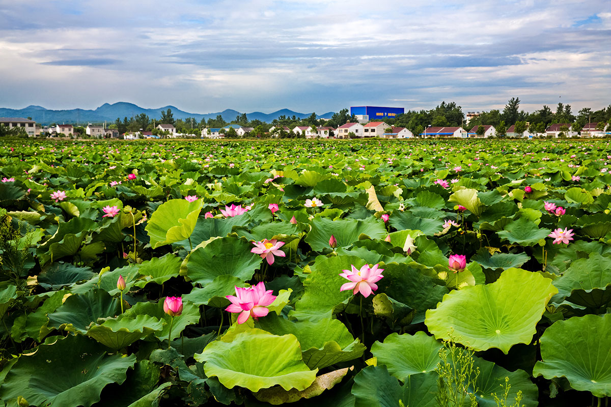 Xigenglianxiang Village in Pukou District