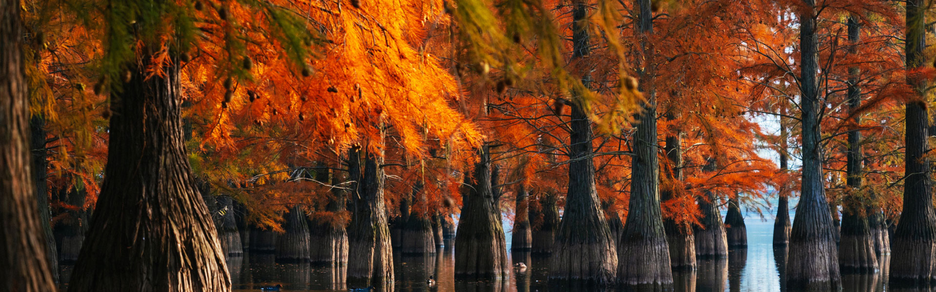 https://www.gonanjingchina.com/sites/default/files/revslider/image/nanjing-autumn-2023.jpg