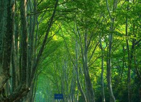 Nanjing Impression 1