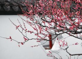 Plum Blossom